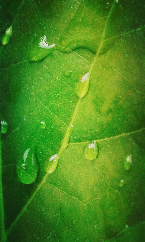 Leaf