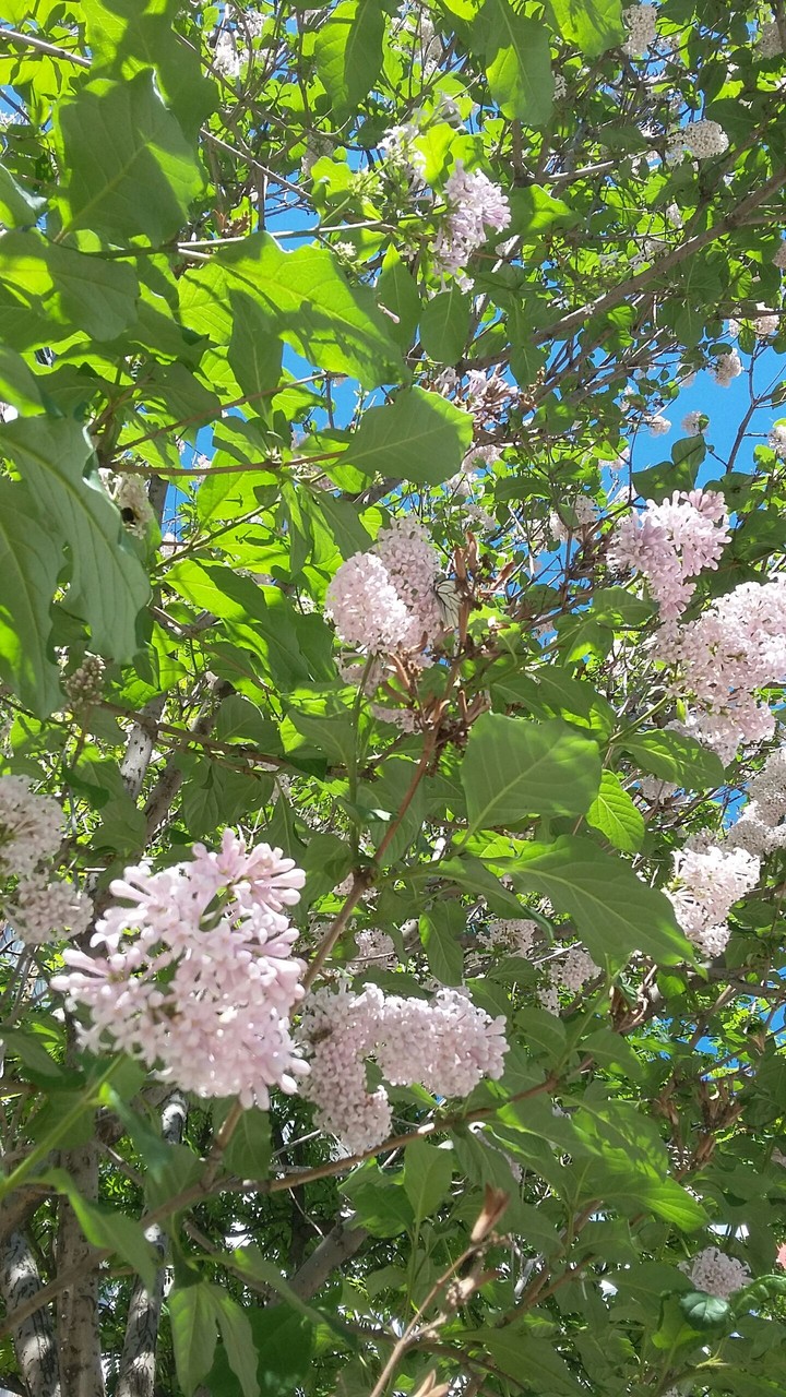 summer in Zarinsk