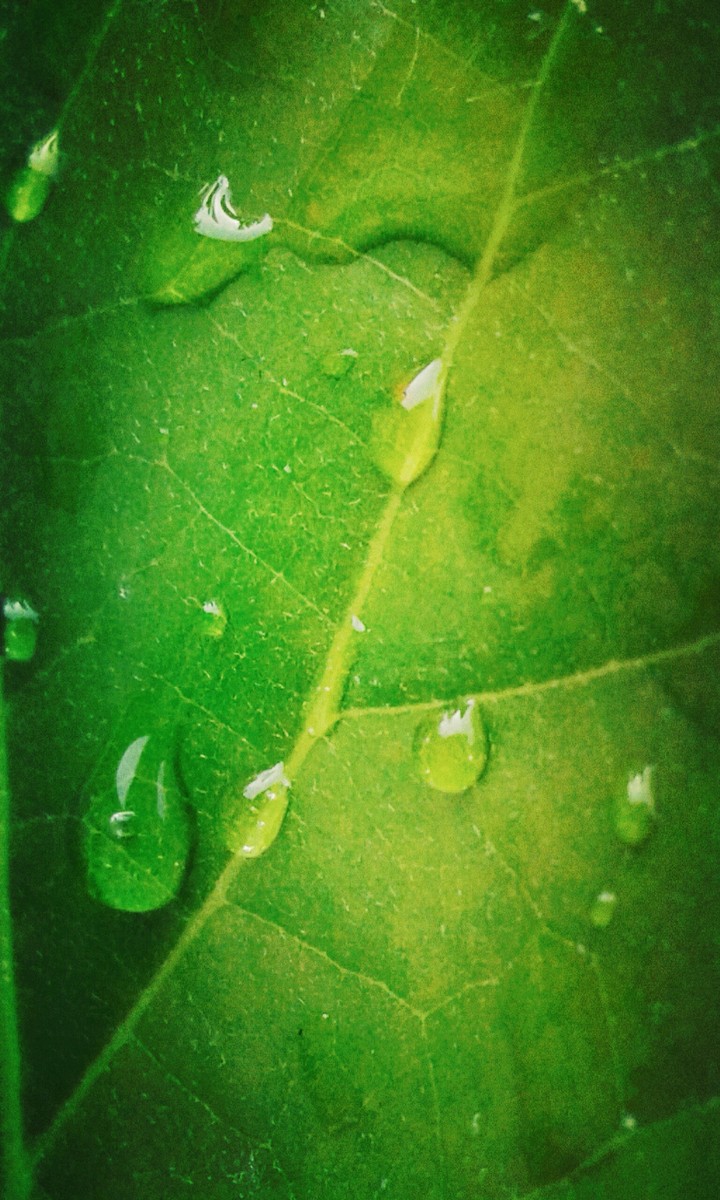 Leaf