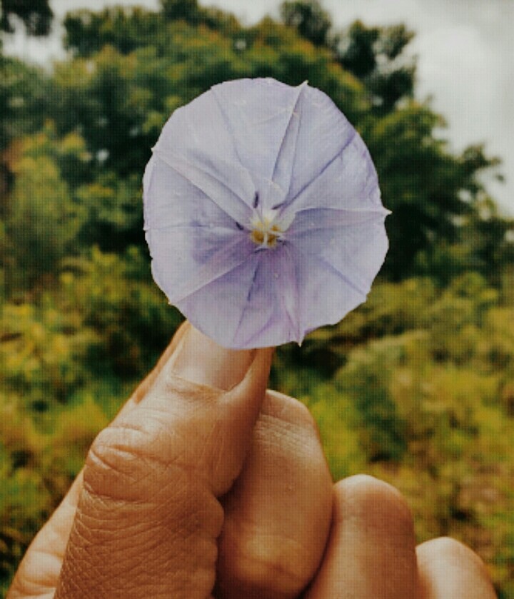 beleza pura