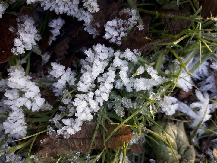 Frozen gras
