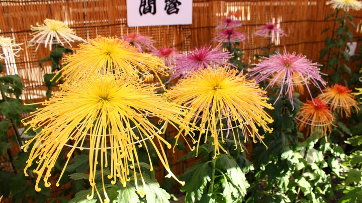 chrysanthemum 2018