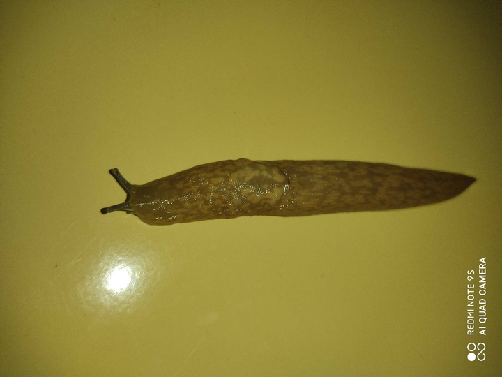 salyangoz