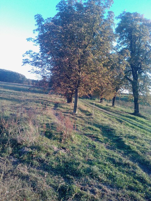 Chestnut avenue