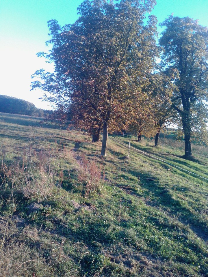 Chestnut avenue