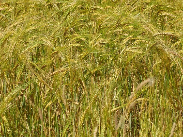 field