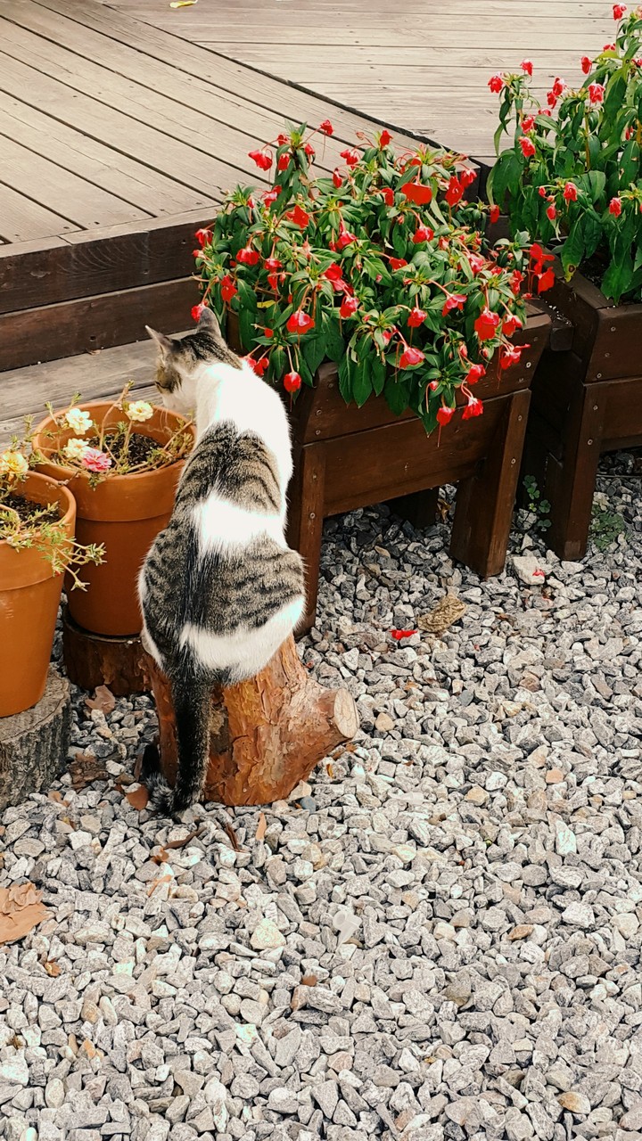 cat and flower