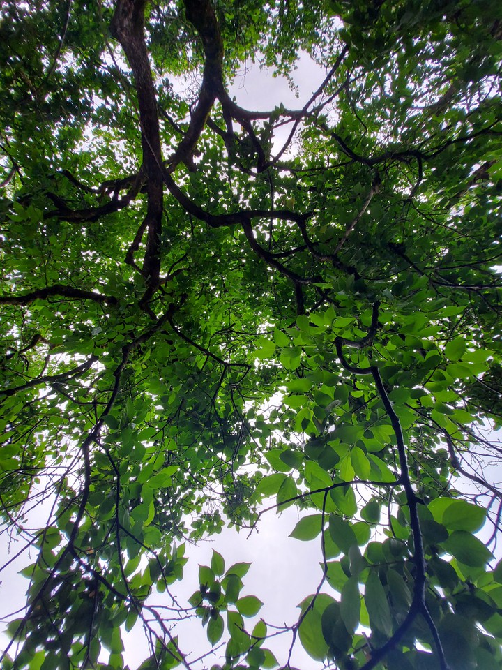 Nature