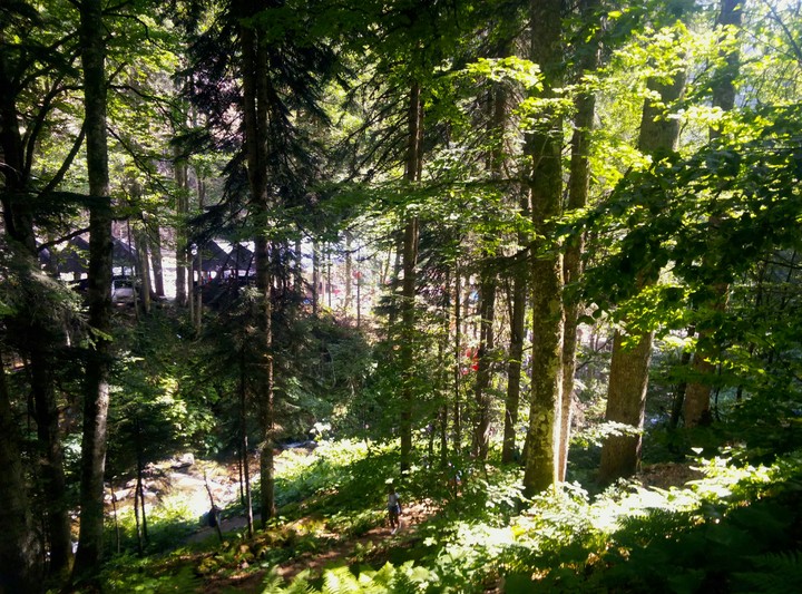 Forest