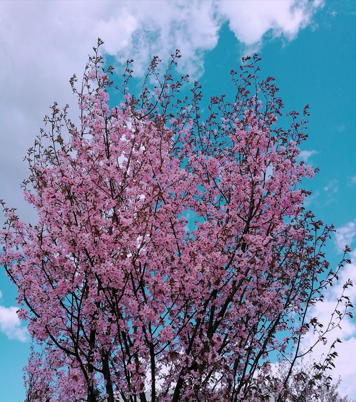 sakura