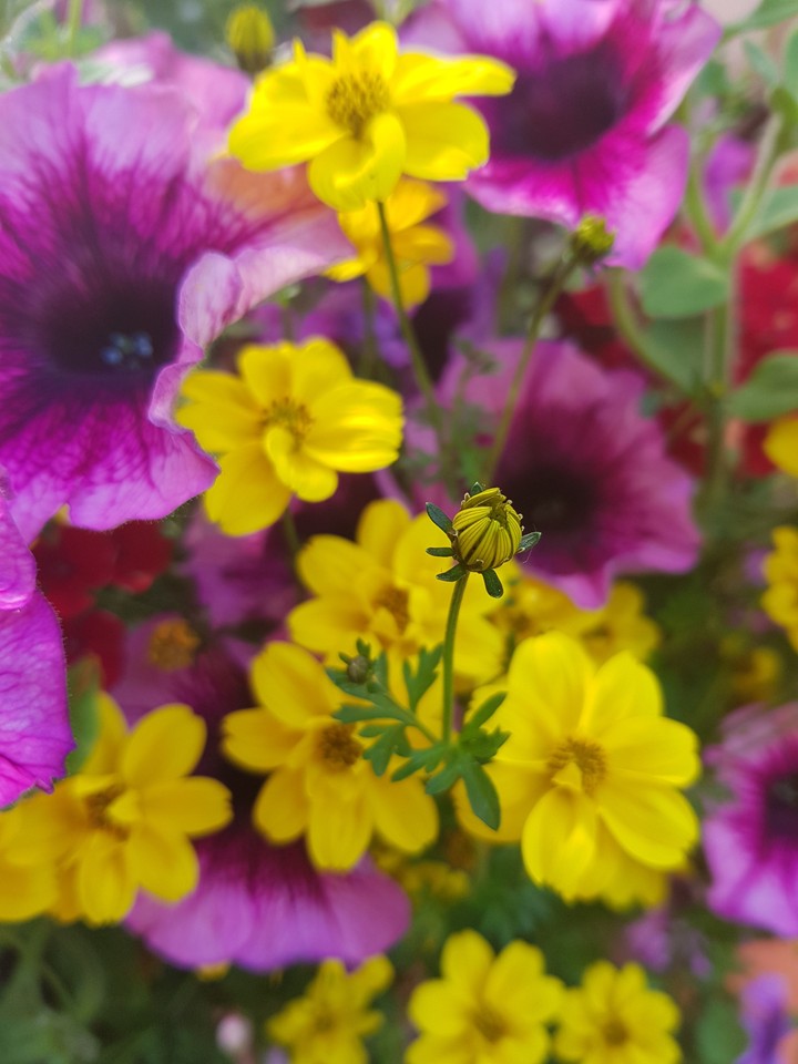 flowers