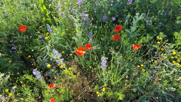 bloemen