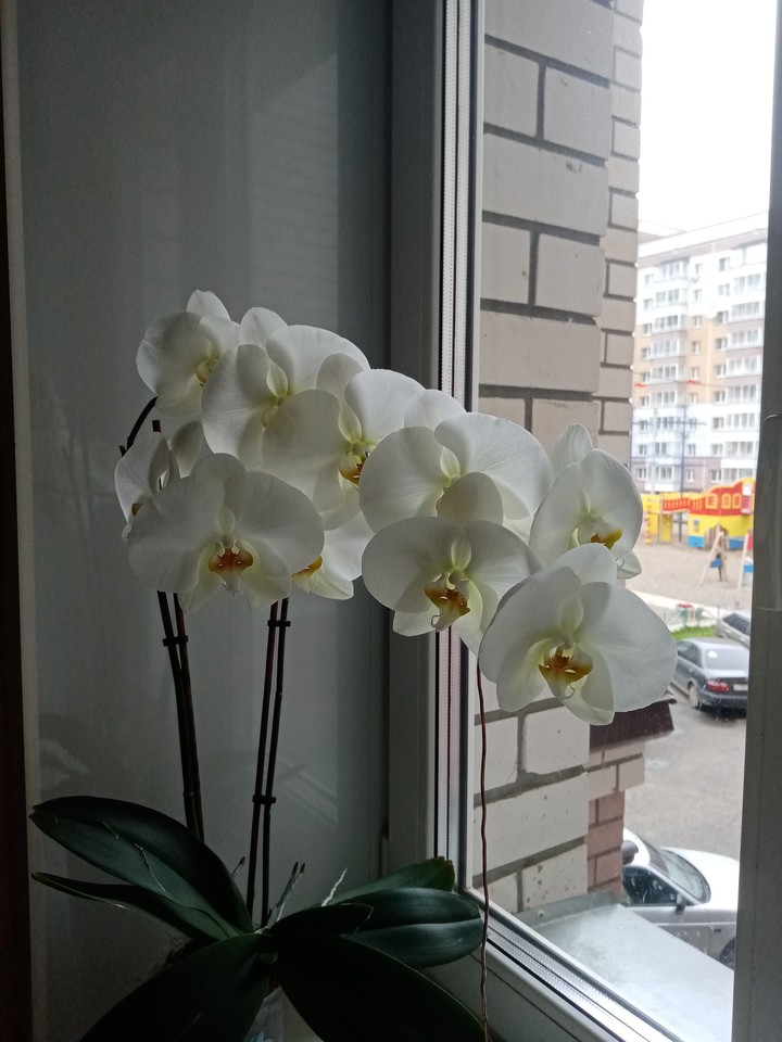 Моя Орхидея...
