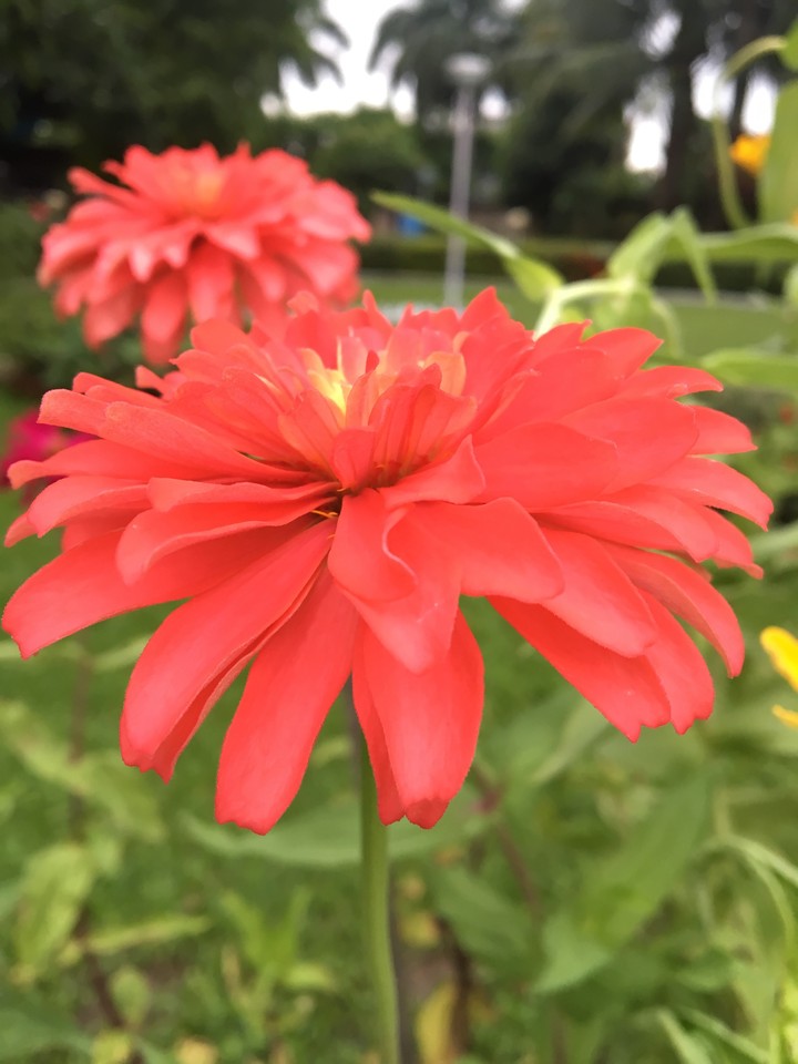 Zinnia flower in my garden. No filter.