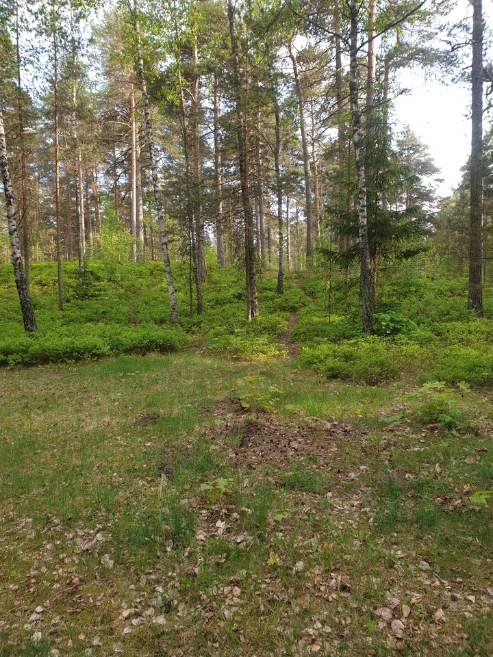 лес