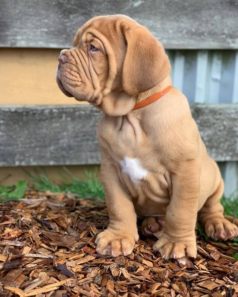 Cute Dog