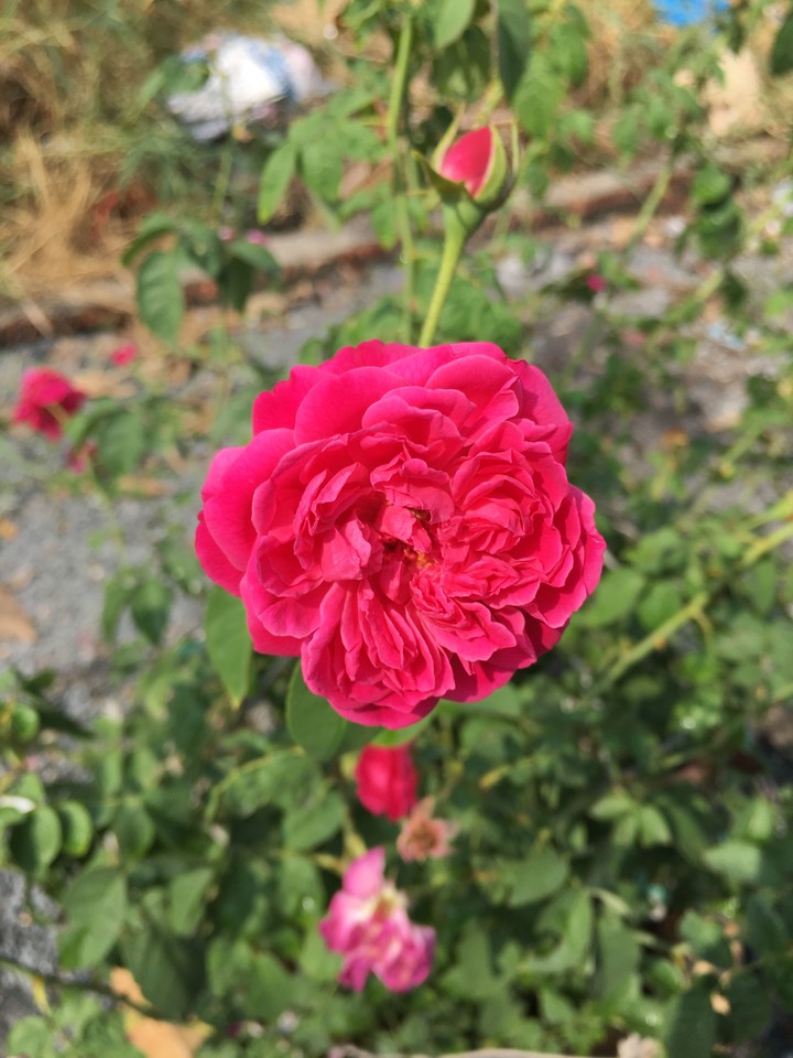 rose