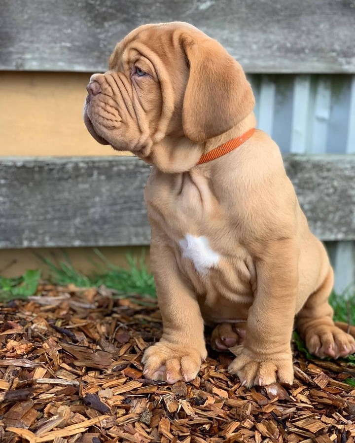 Cute Dog