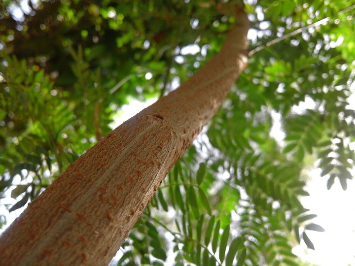 tree