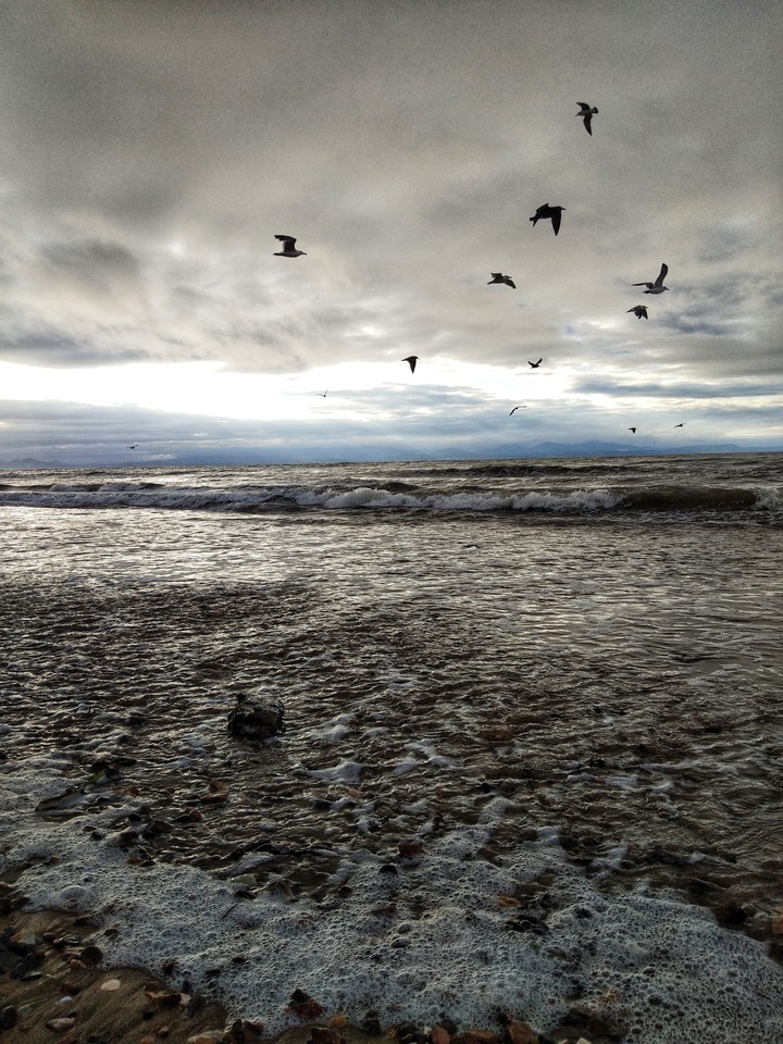 sea birds
