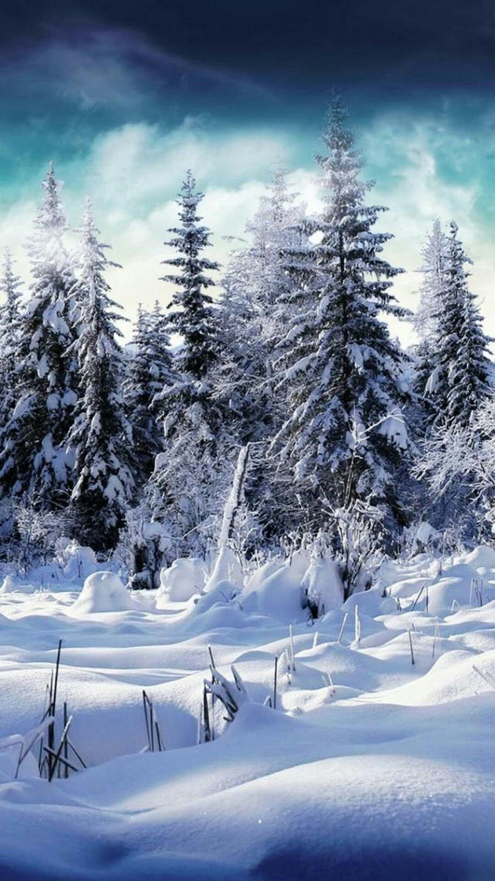 la purezza