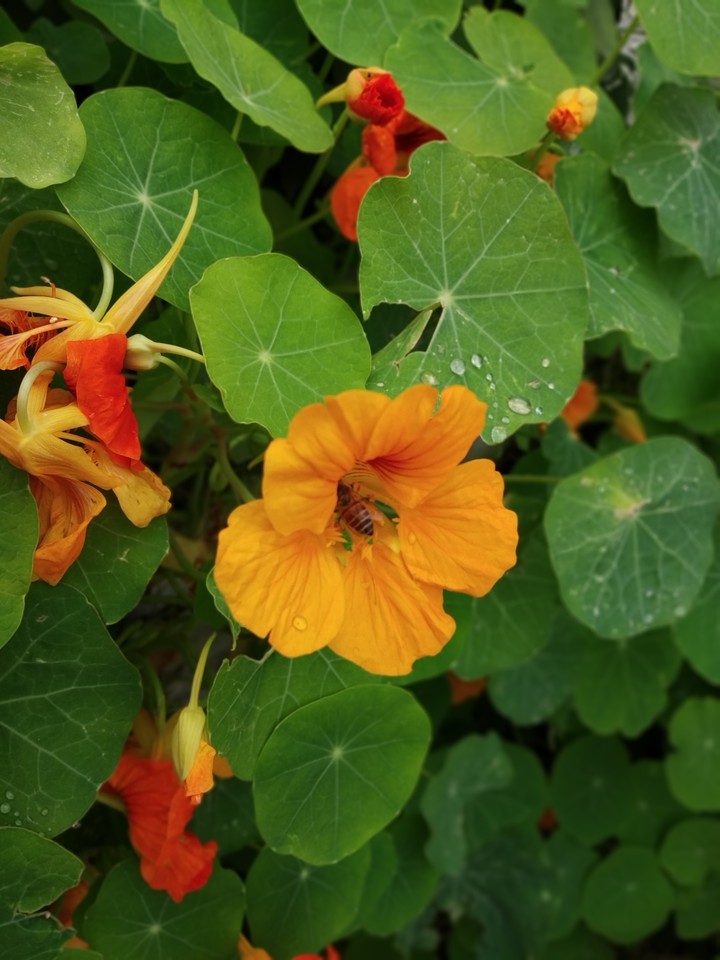 flower
