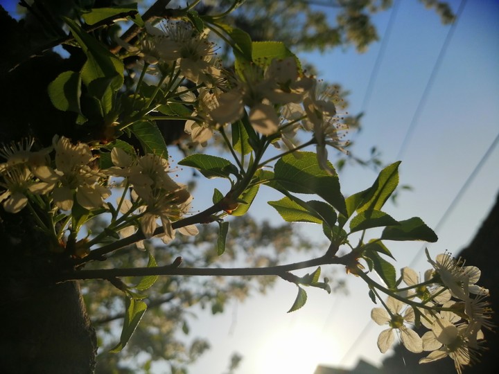 flowers are loves truest language
