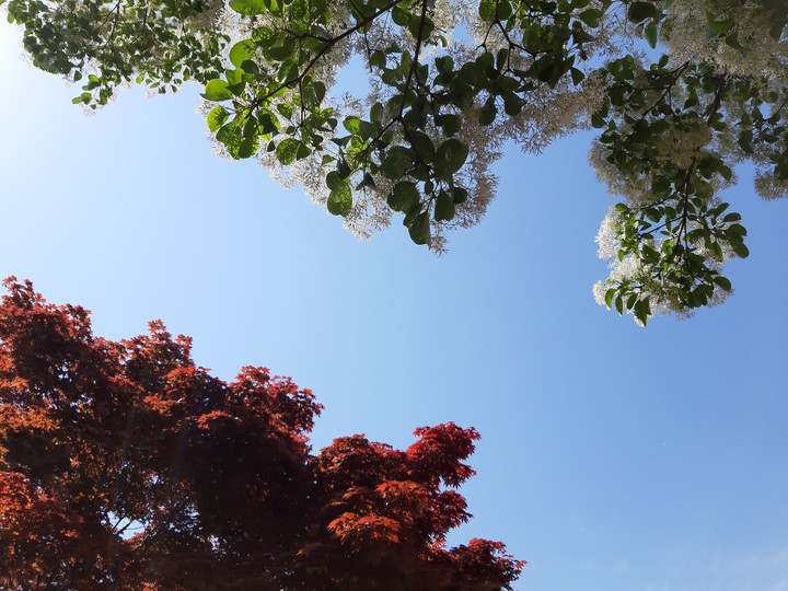 maple and white tree
