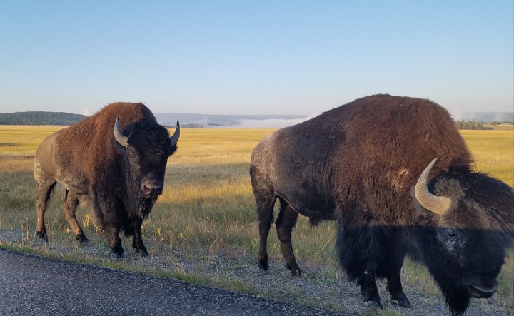 Bison at Yellowstone National Park