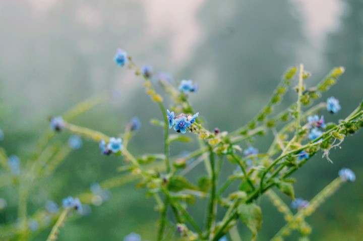 Green and blue