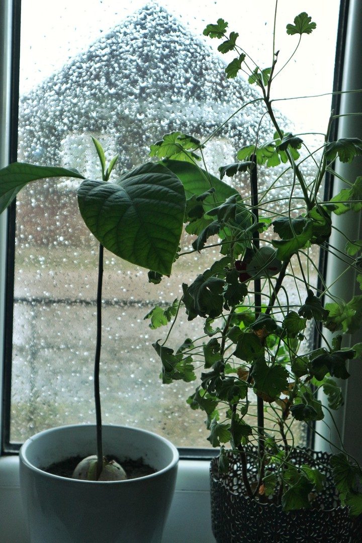 rain