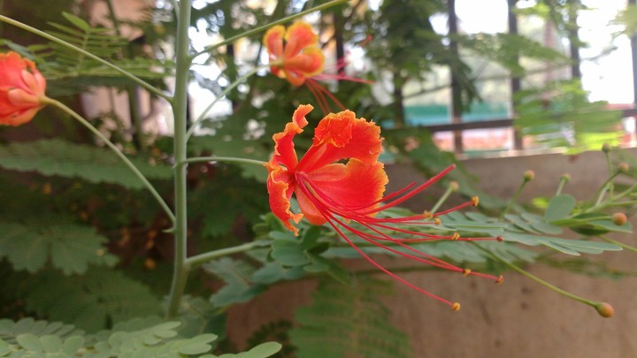 Garden Flowers