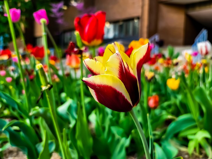 Blooming Flowers