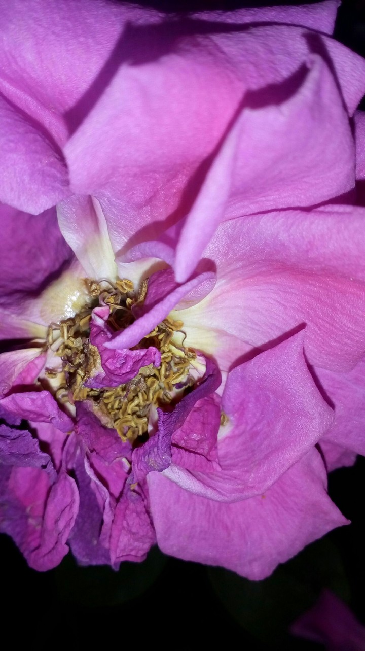 rose petal