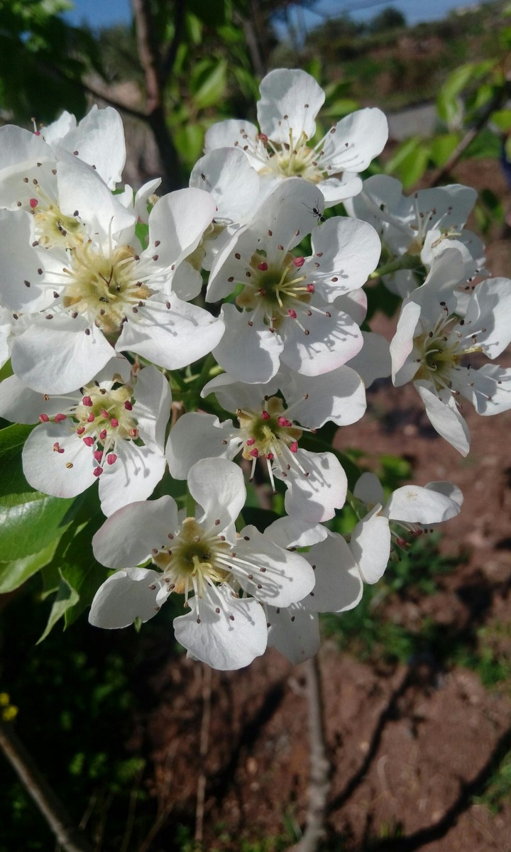 spring