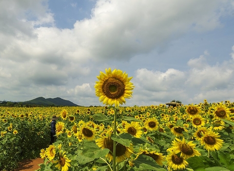 hình nền landscape, cloud