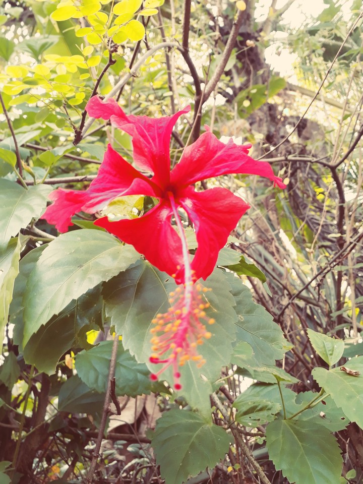 flower