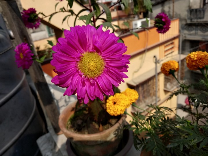 Flower ??