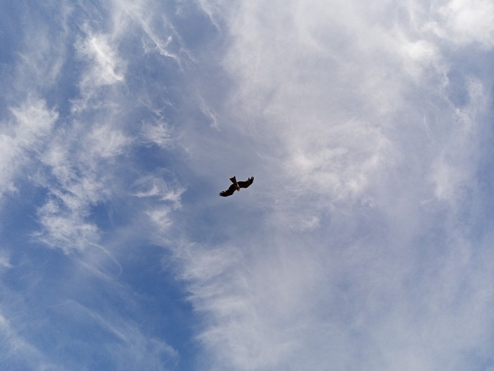 Falcon
