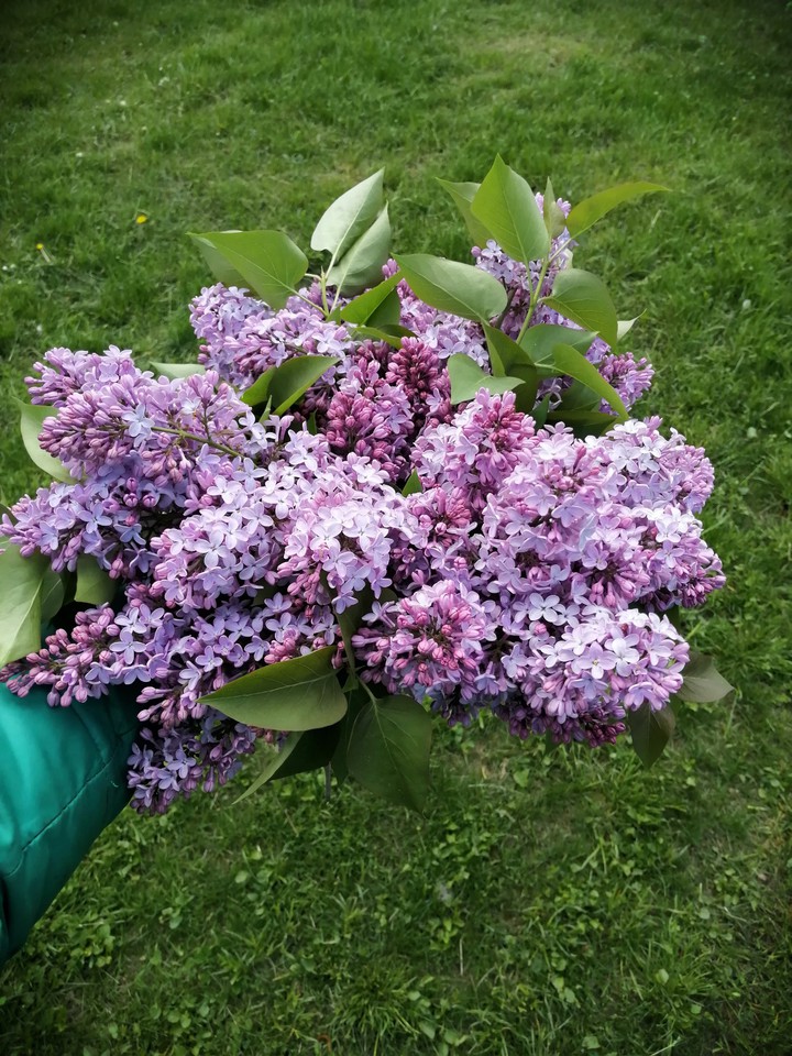сирень
