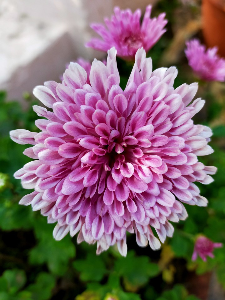 Flowers