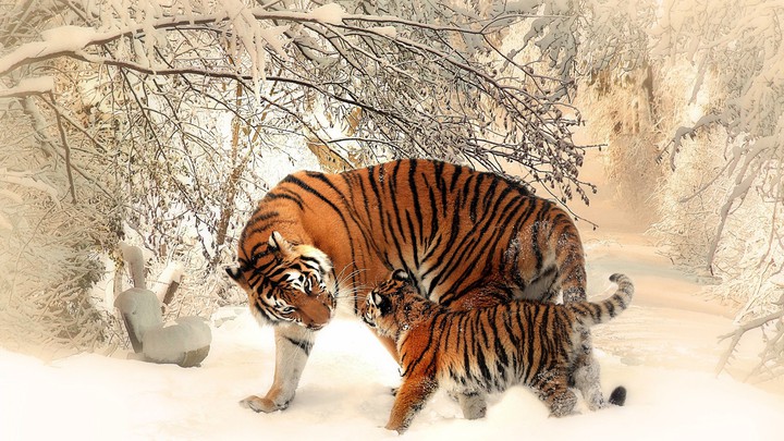 tiger and baby tiger♥️
