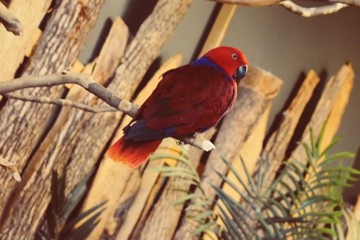 red bird
