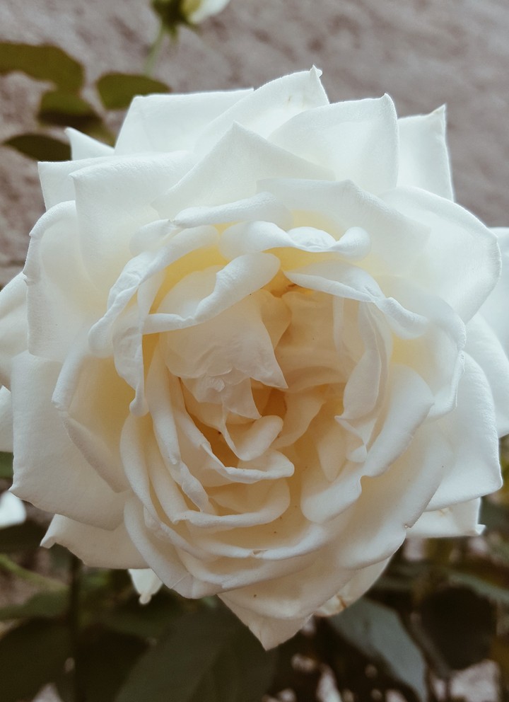 White Rose