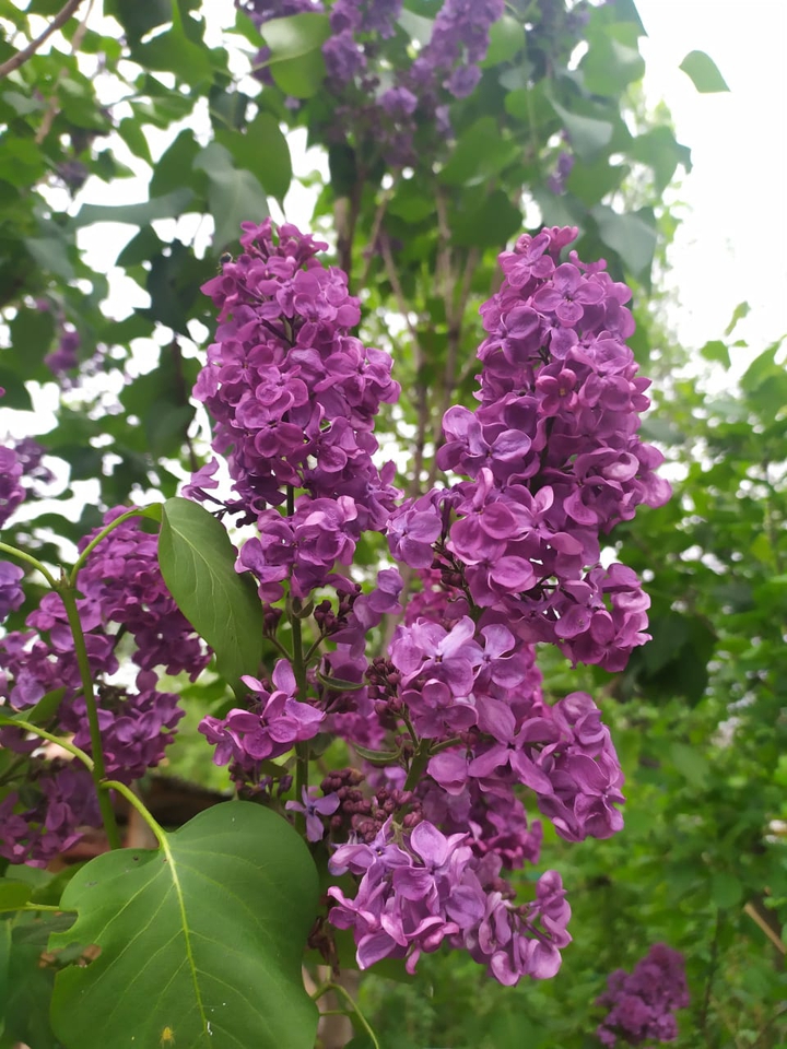 сирень, lilac