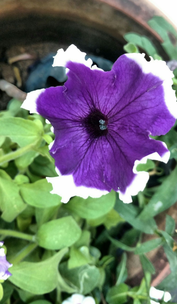 Violet Flower