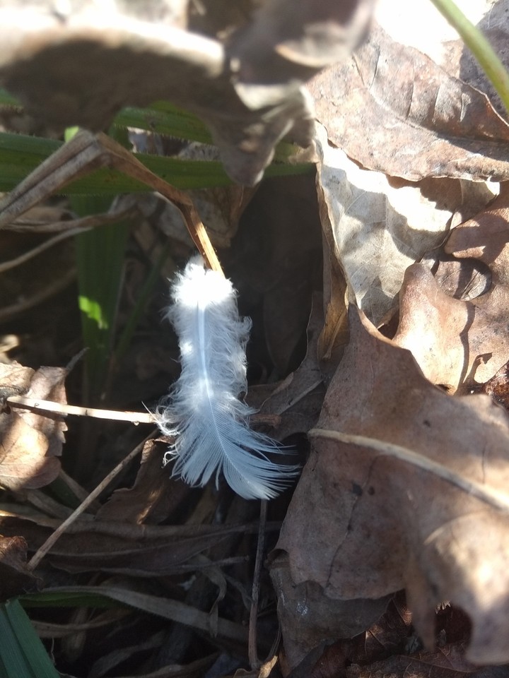 The feather of a white dove is like fluff