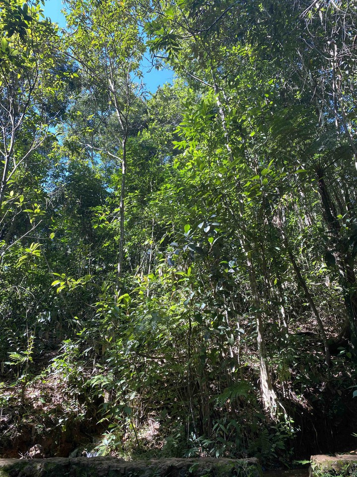 verde