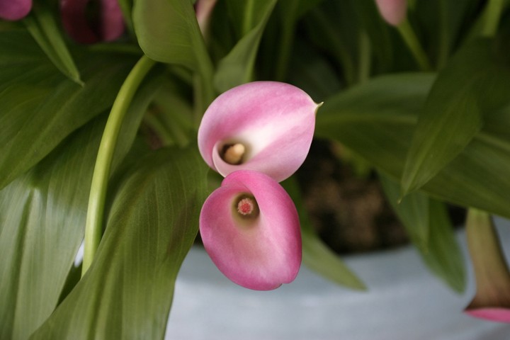 Plant