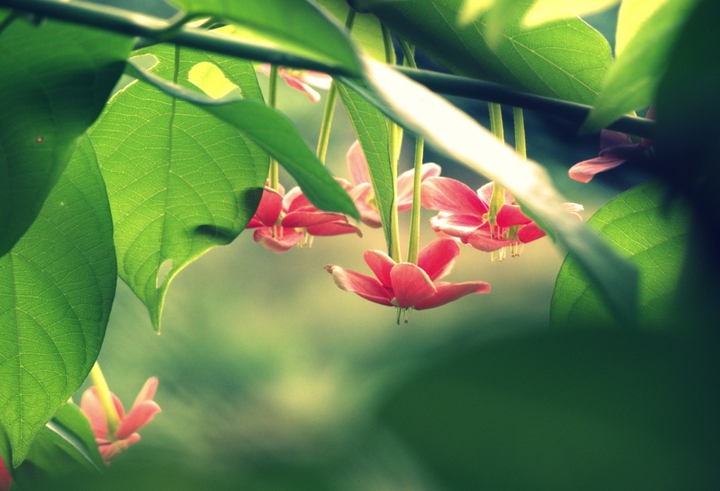 Pink Flower ?